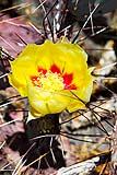 Cactus Flowering March 4, 2017